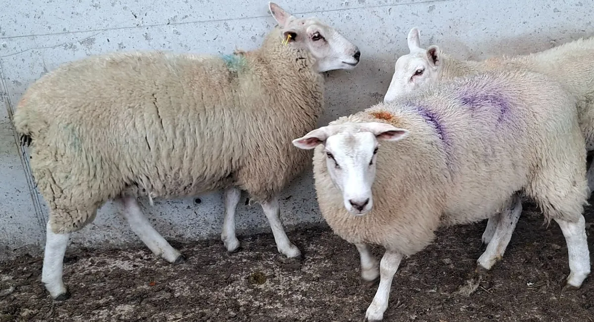 Belclare ewe lambs - Image 3