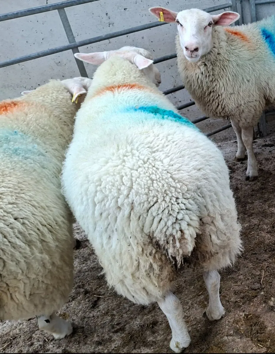 Belclare ewe lambs - Image 1