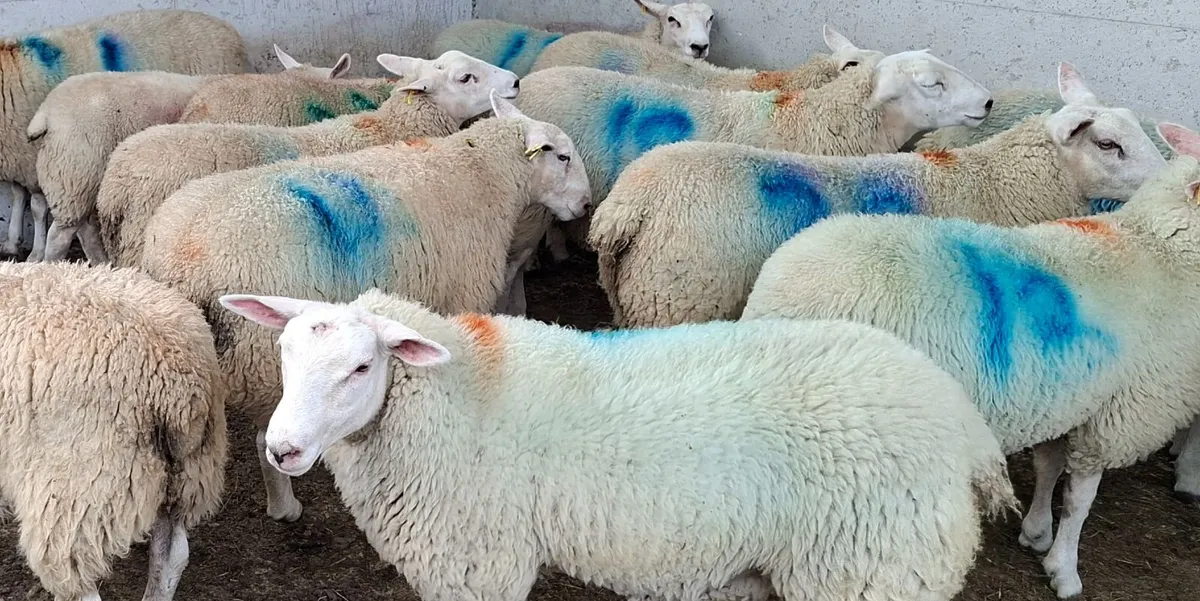 Belclare ewe lambs - Image 4
