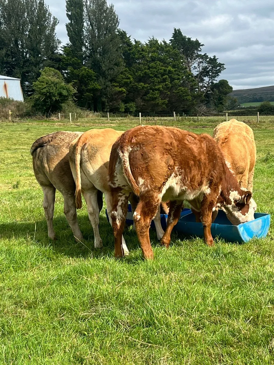 Heifers Gort mart lot numbers 521 522 654 655 - Image 1
