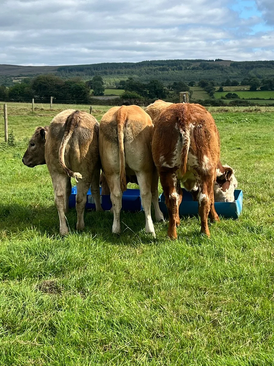 Heifers Gort mart lot numbers 521 522 654 655 - Image 2