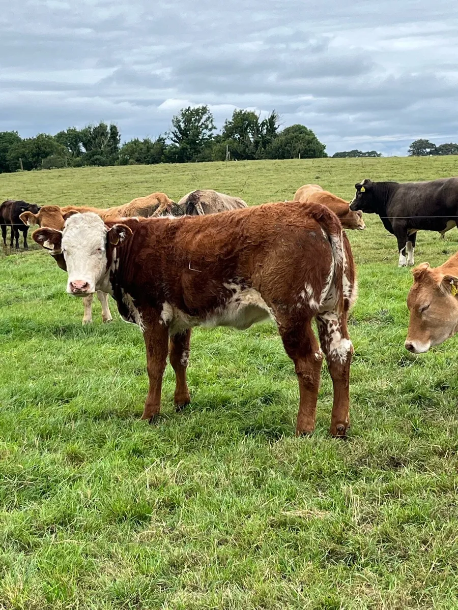 Heifers Gort mart lot numbers 521 522 654 655 - Image 3