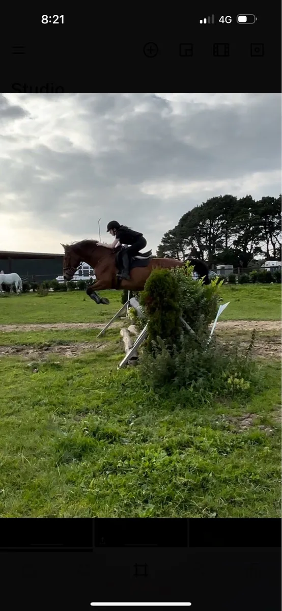 16.2hh ISH mare(+tack) - Image 2