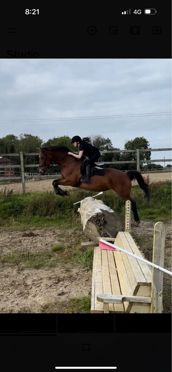 16.2hh ISH mare(+tack) - Image 3