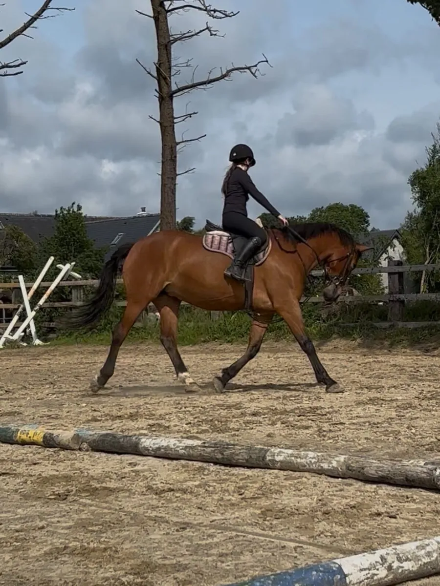 16.2hh ISH mare(+tack) - Image 4