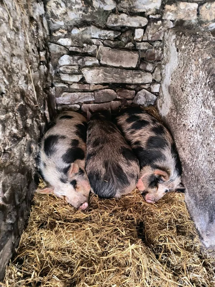 Kune Kune Sows - Image 1