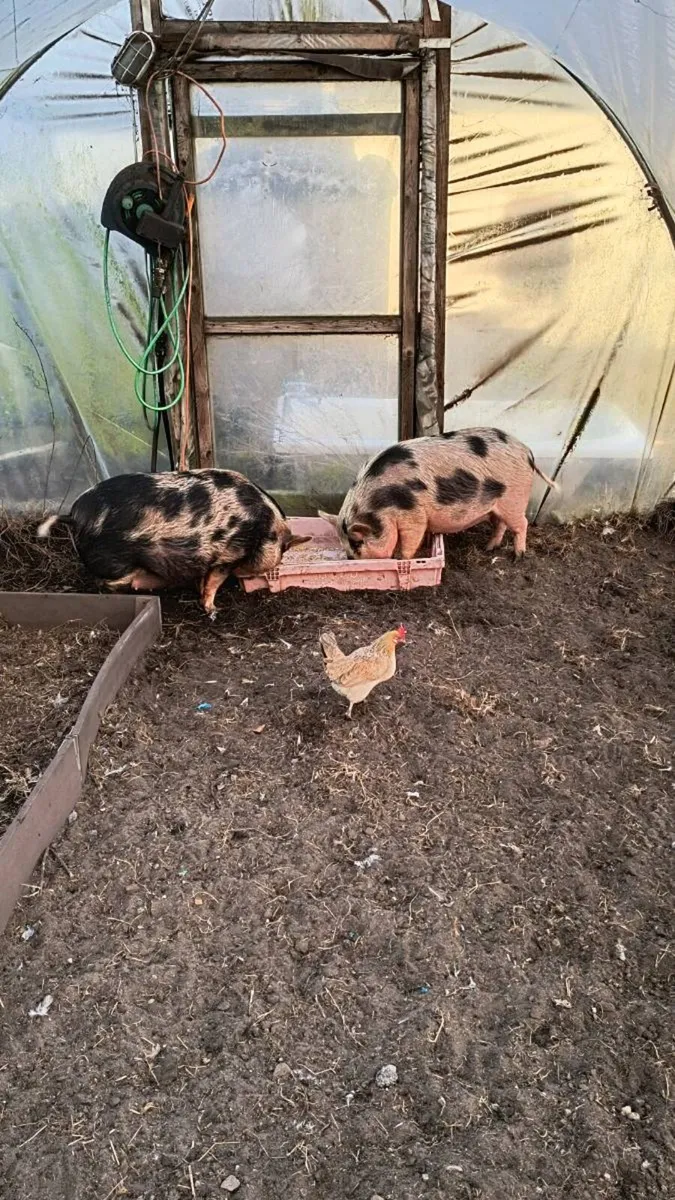 Kune Kune Sows - Image 2