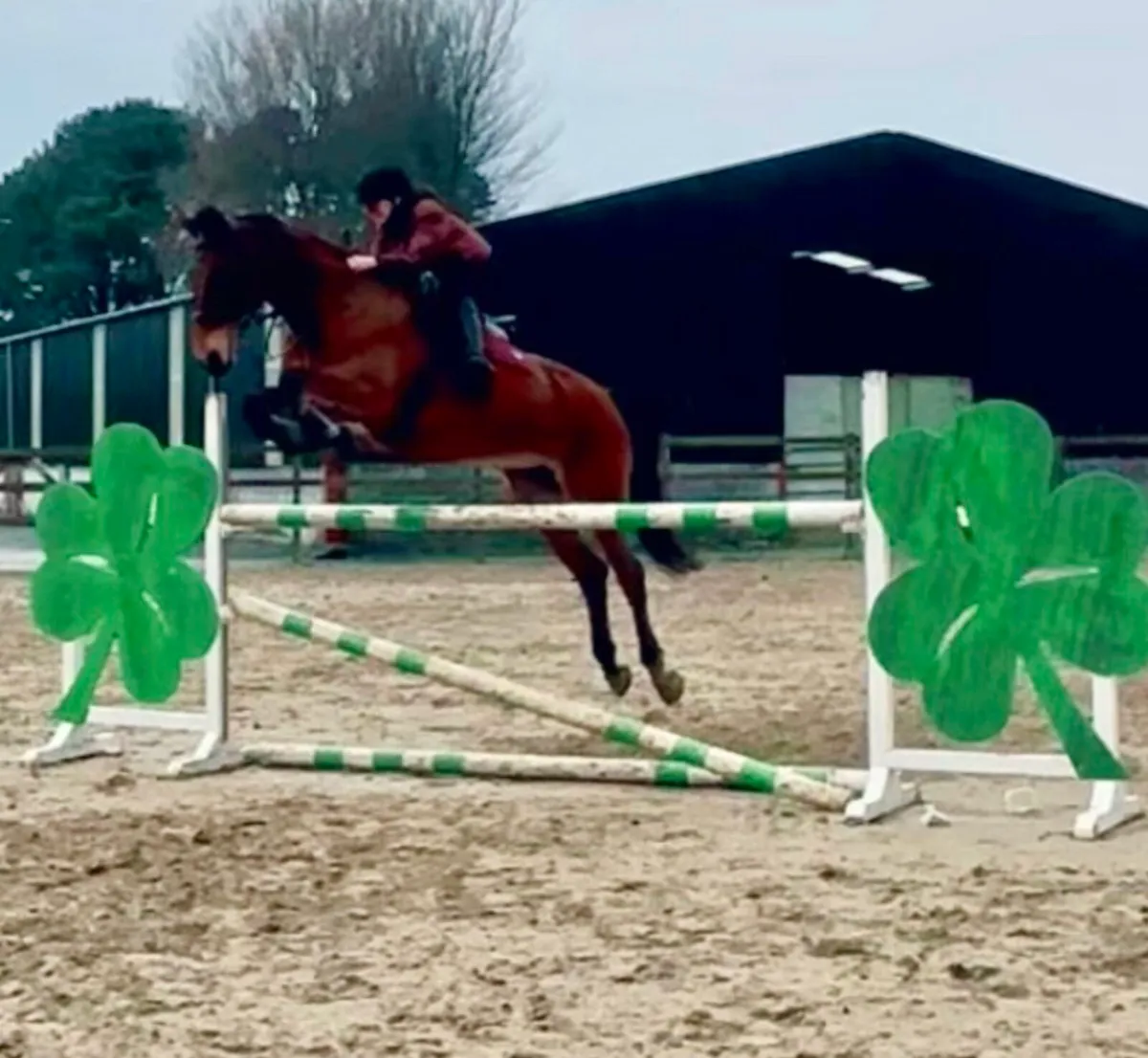 16.2hh ISH mare(+tack) - Image 1