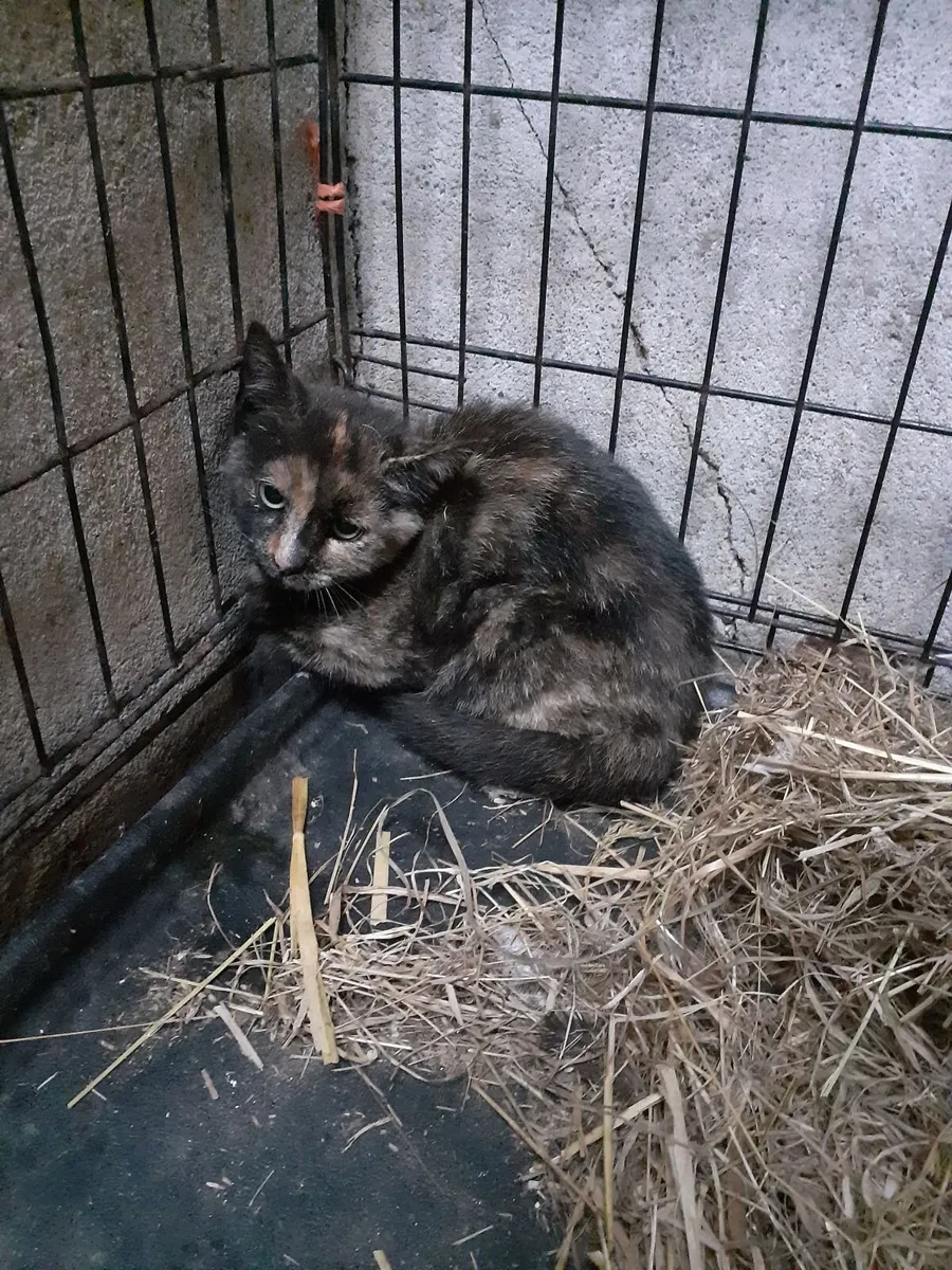 Kitten - Image 1