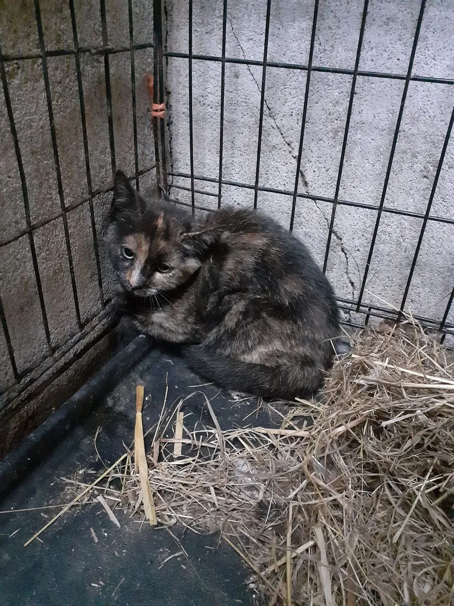 Kitten - Image 2
