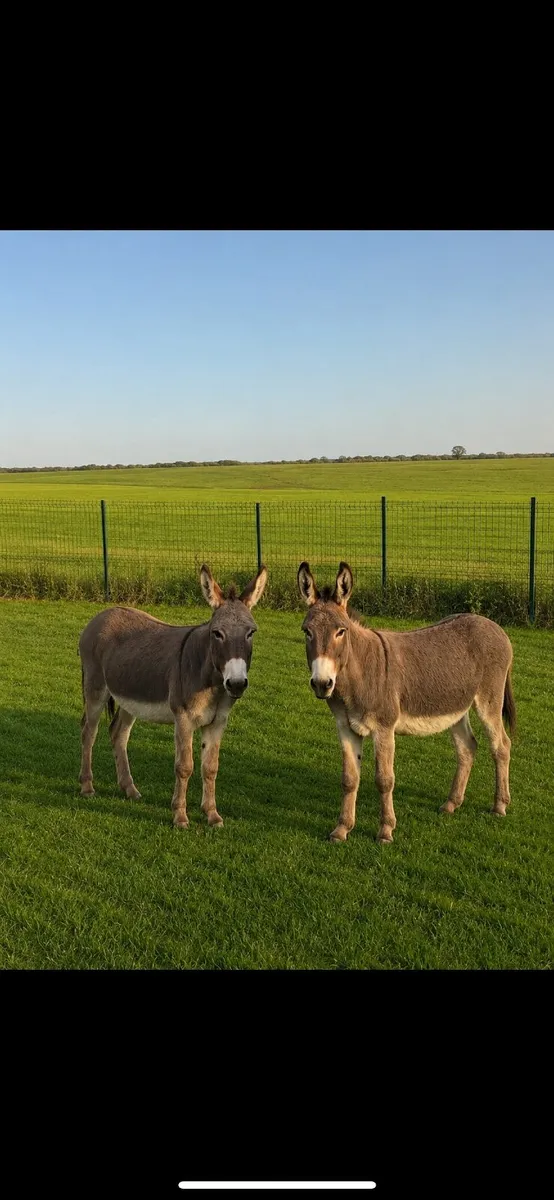 Donkey