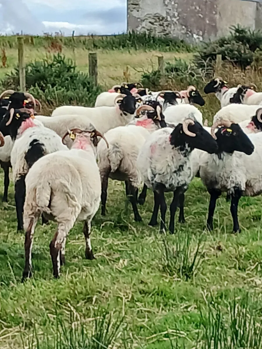 Blaskface mountain hoggets - Image 2