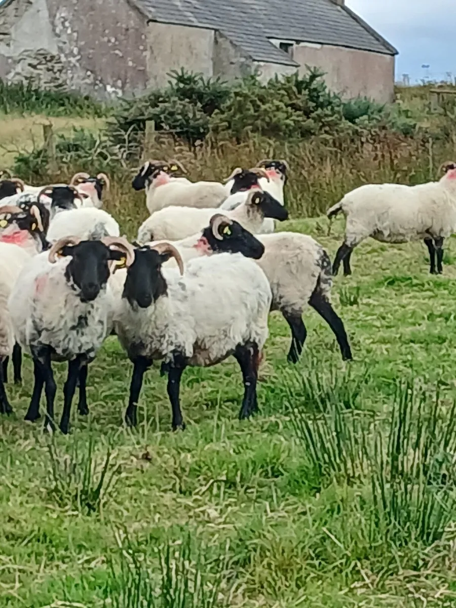 Blaskface mountain hoggets - Image 3