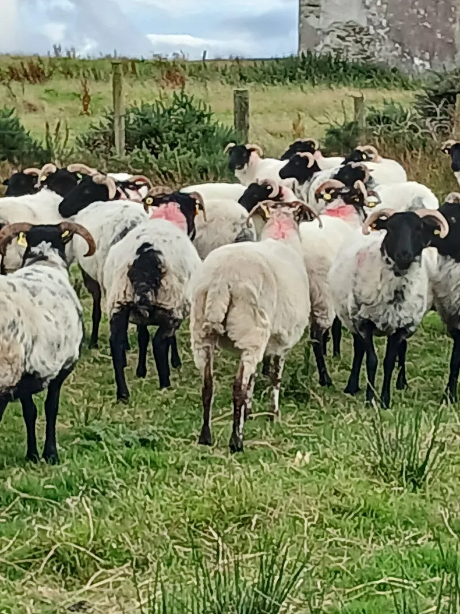 Blaskface mountain hoggets - Image 4