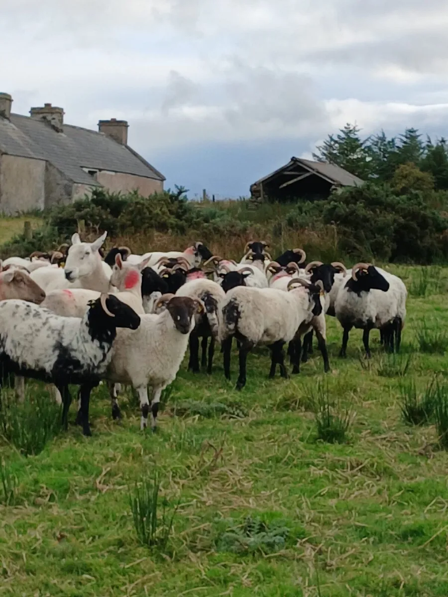 Blaskface mountain hoggets - Image 1