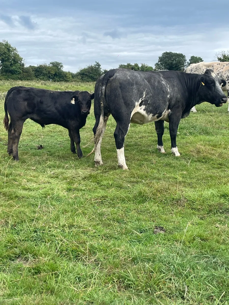 Belgian blue heifer with lim bull calf - Image 1