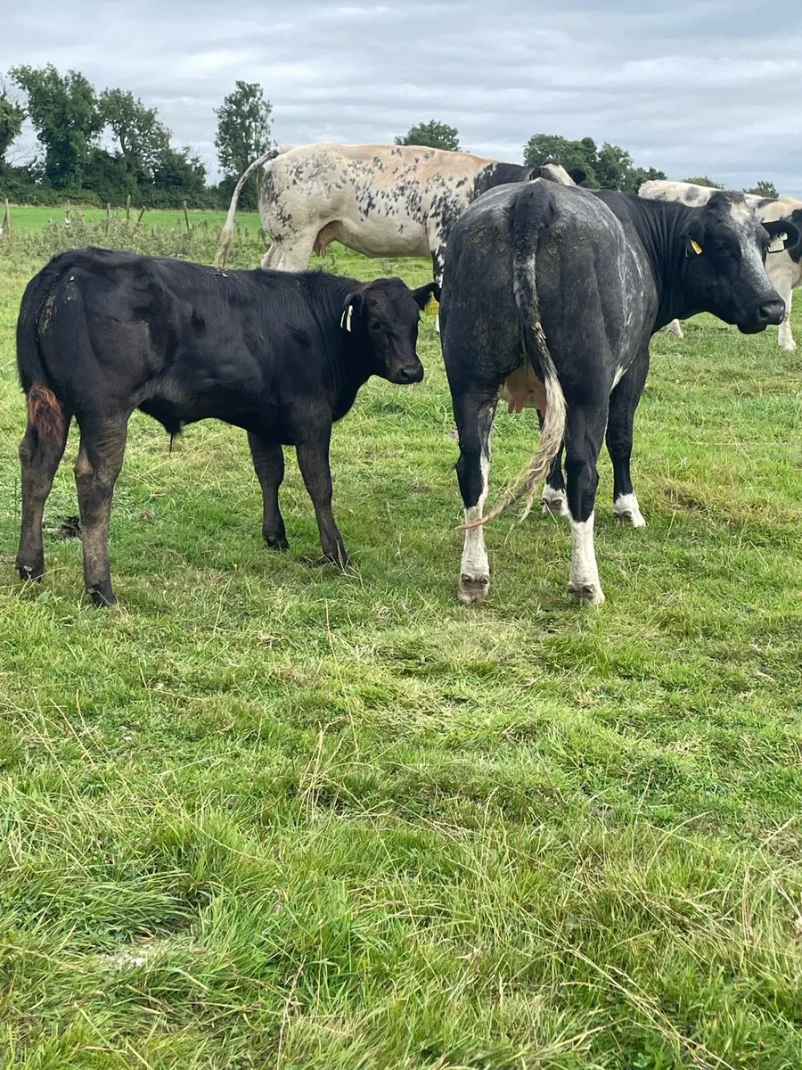 Belgian blue heifer with lim bull calf - Image 2
