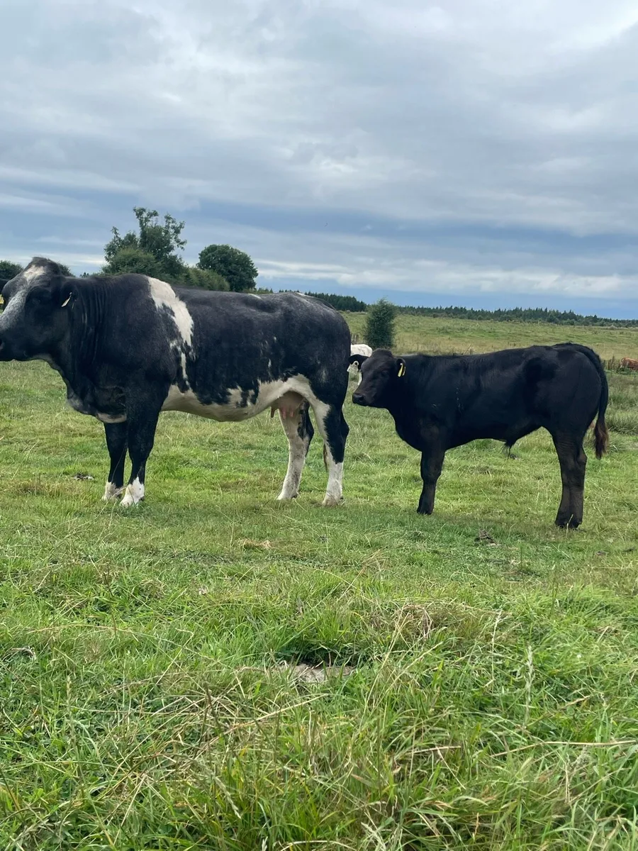 Belgian blue heifer with lim bull calf - Image 3