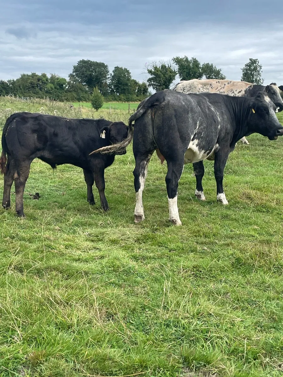 Belgian blue heifer with lim bull calf - Image 4