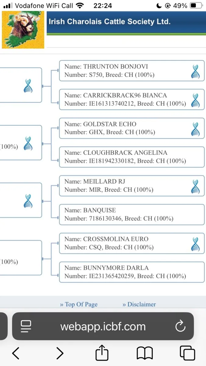 Pedigree  Charolais Heifer - Image 3