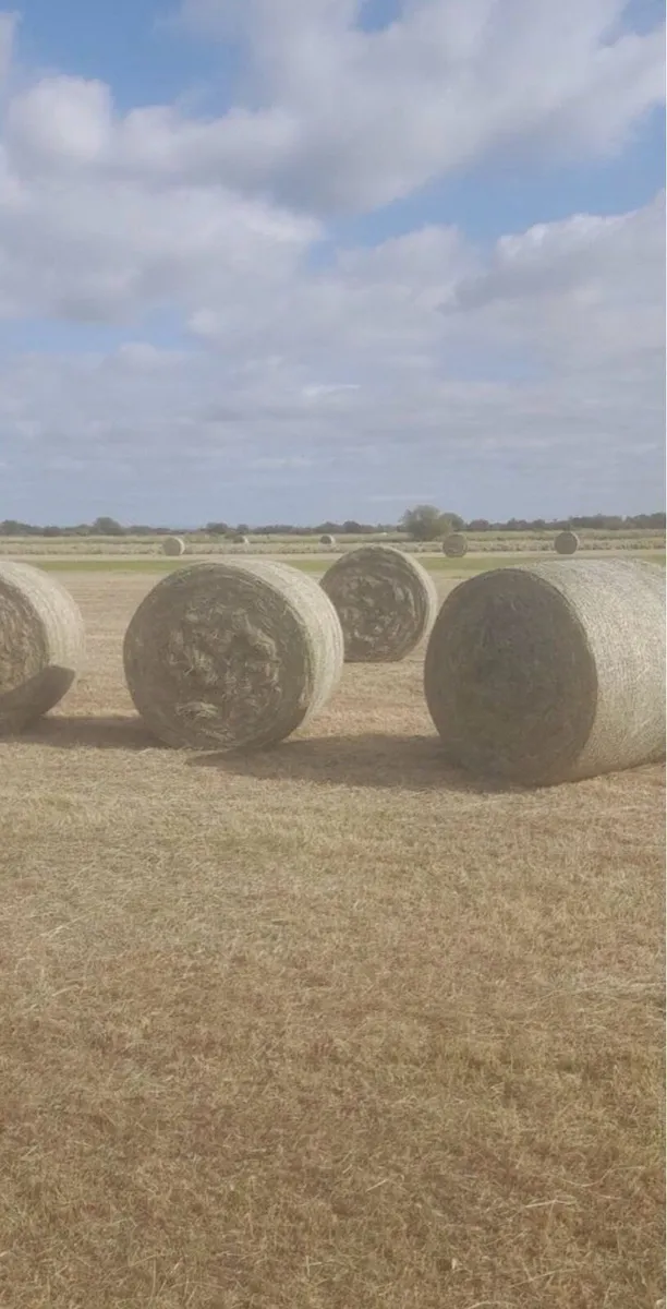 Hay - Image 1