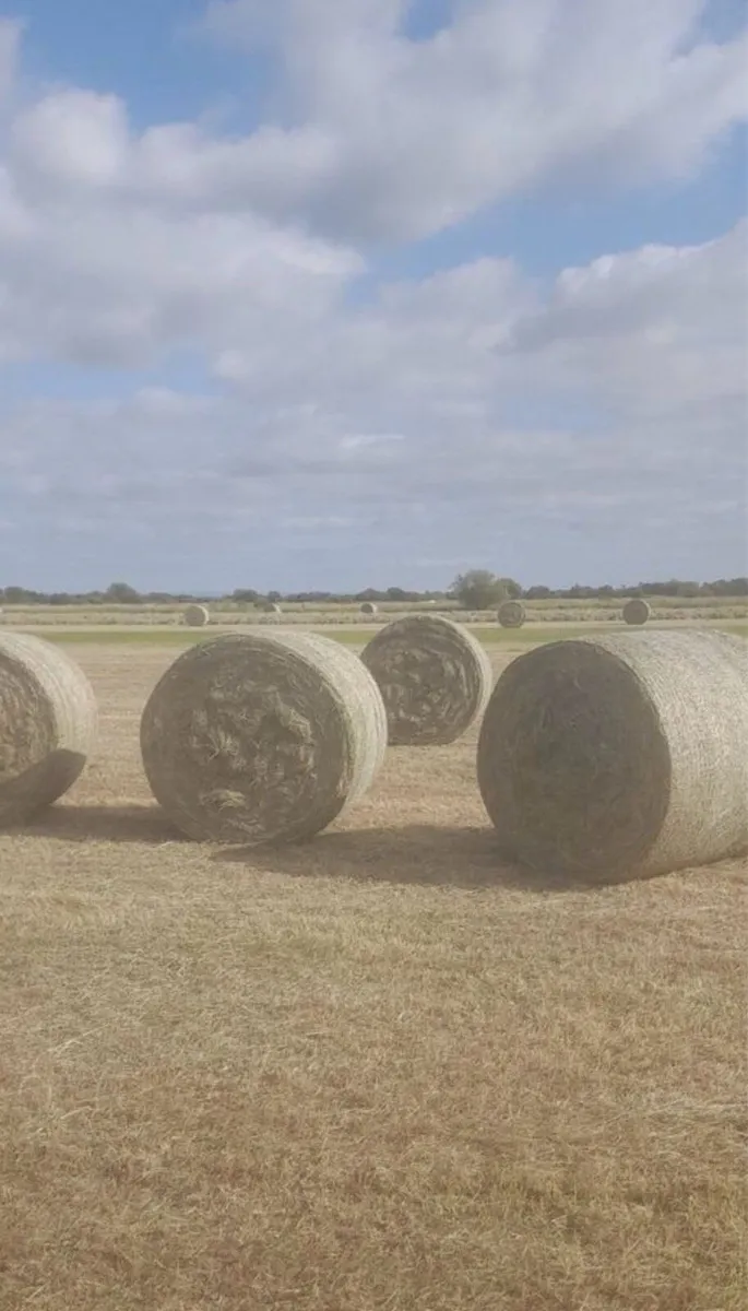 Hay - Image 2