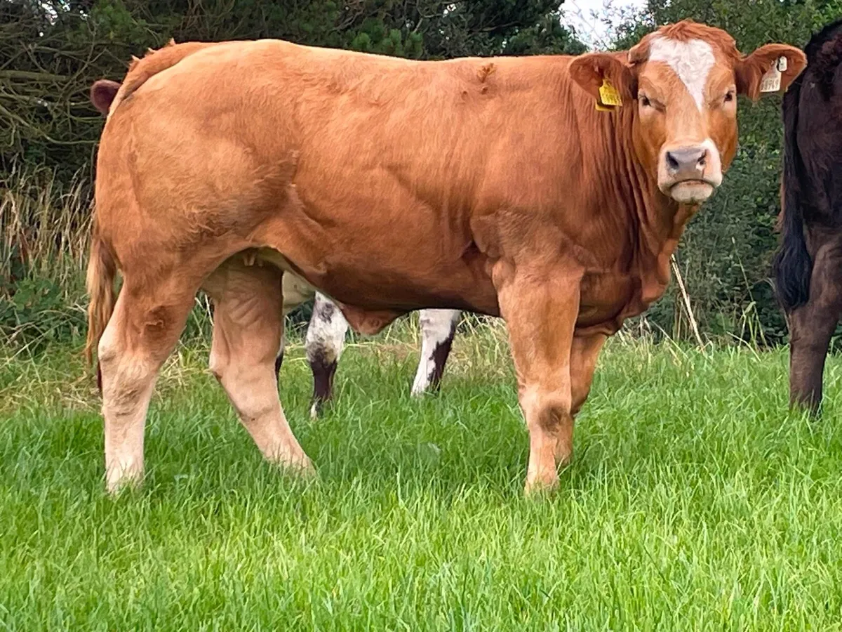 ⭐️Breeding heifers⭐️ - Image 1