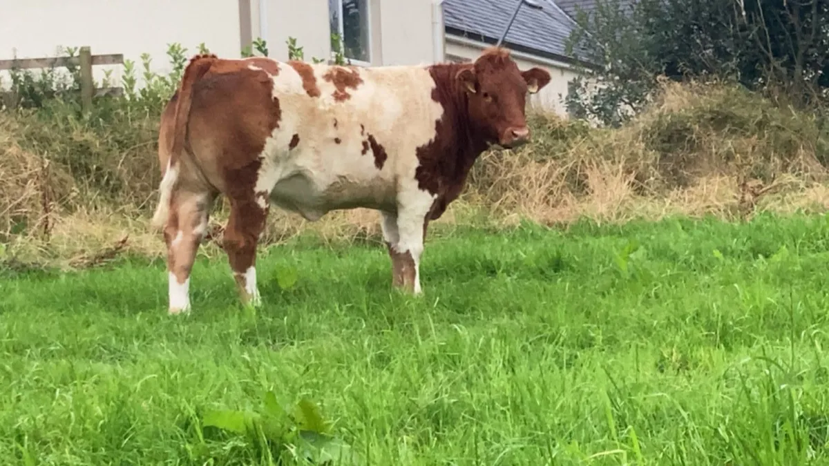 ⭐️Breeding heifers⭐️ - Image 2