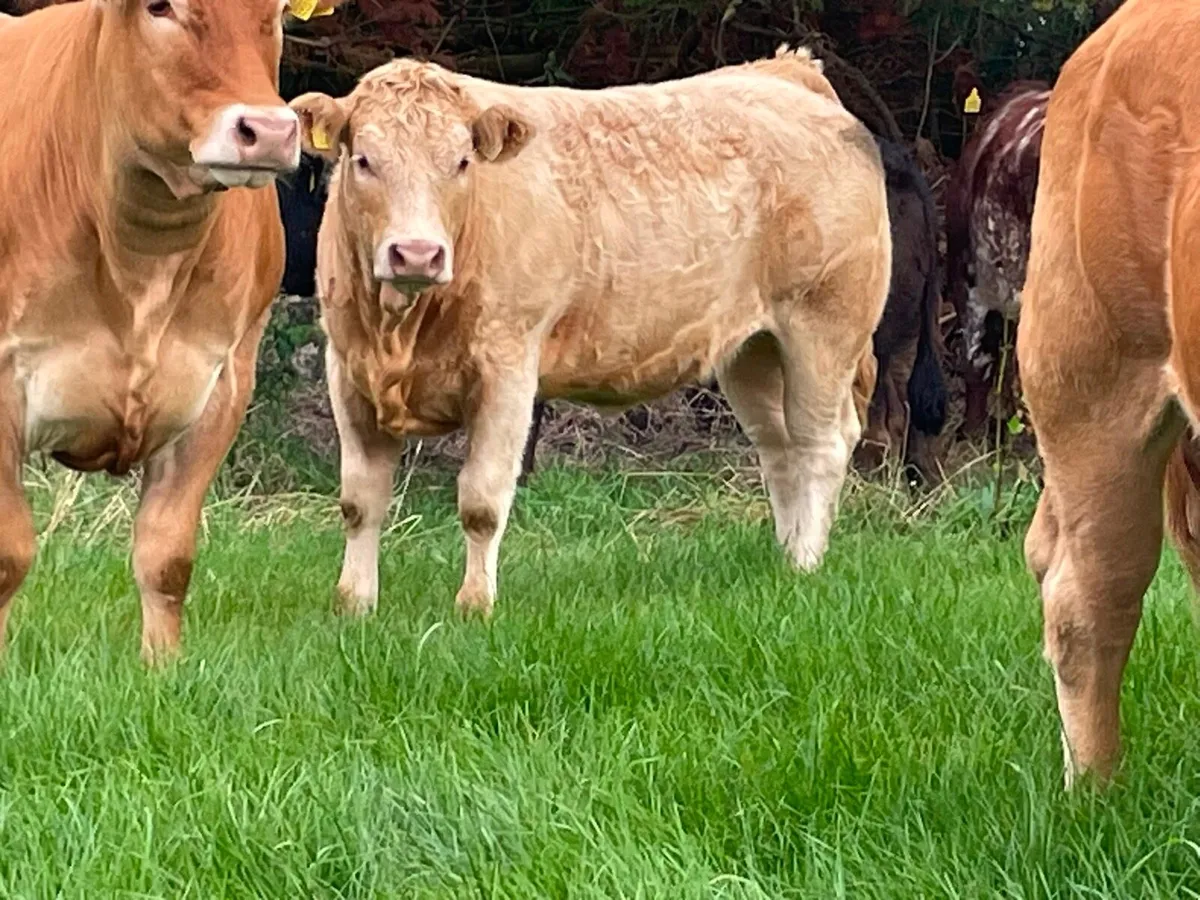 ⭐️Breeding heifers⭐️ - Image 3