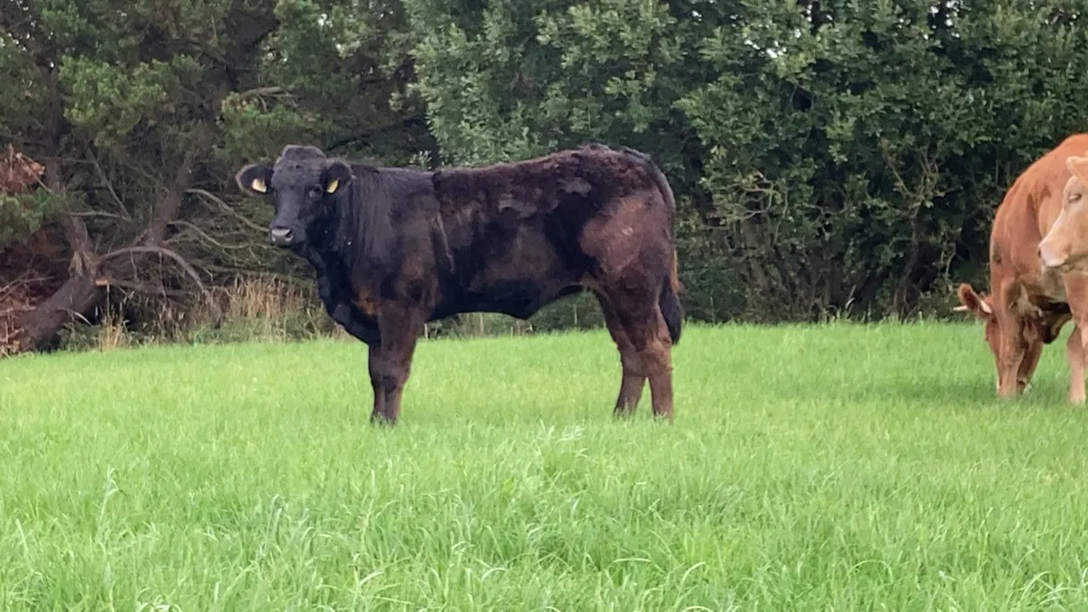 ⭐️Breeding heifers⭐️ - Image 4