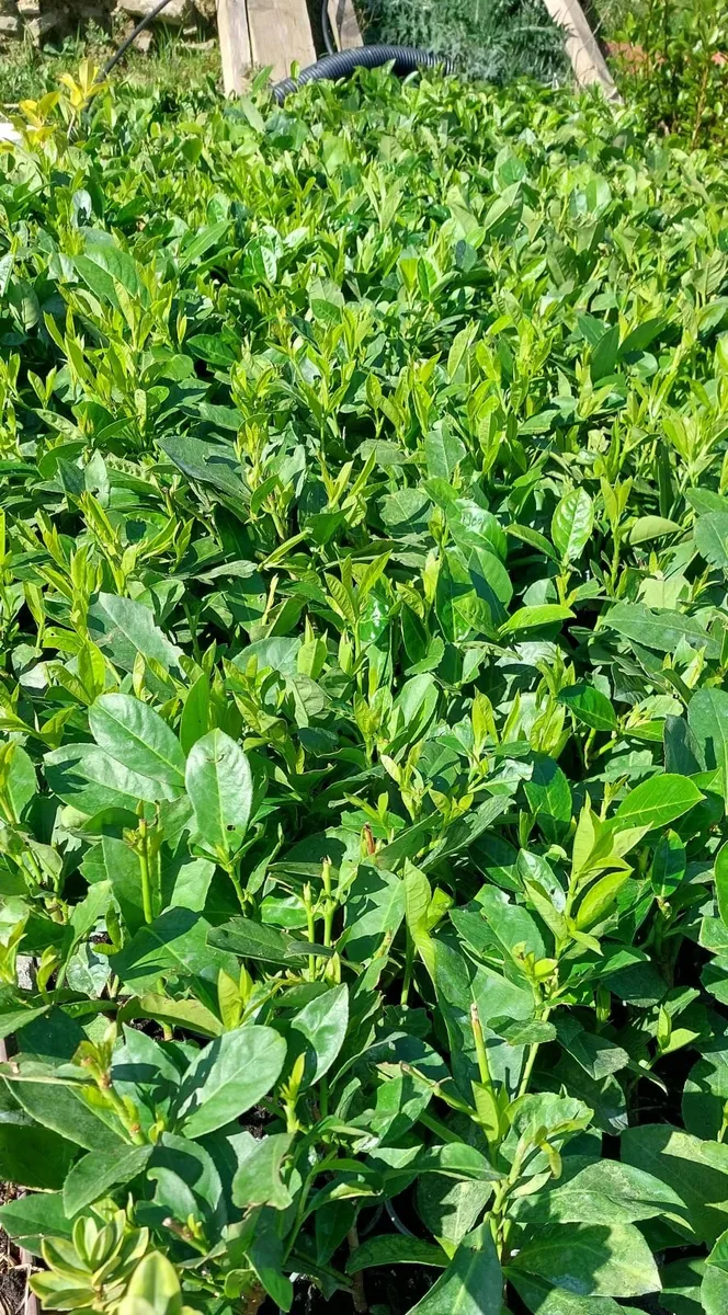 Laurel Hedging
