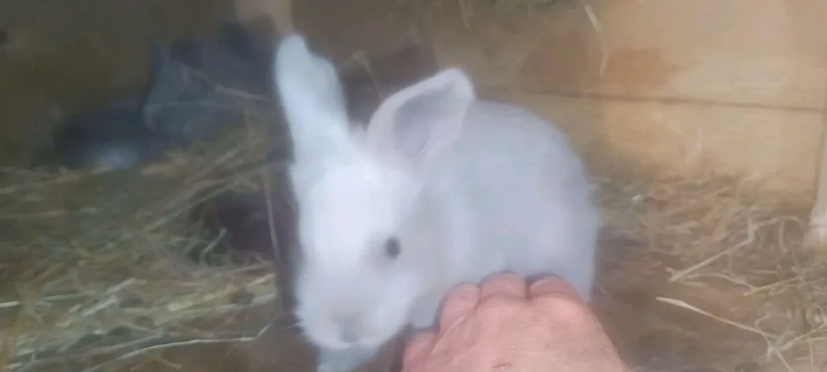 Rabbit - Image 2