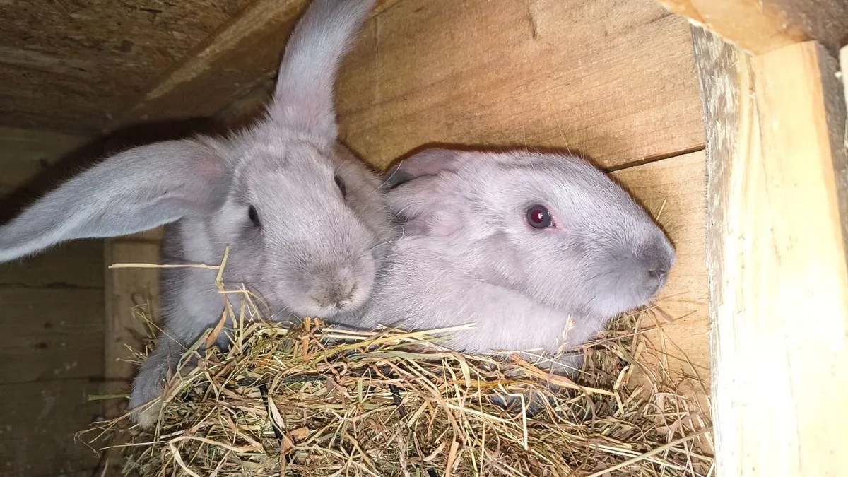 Rabbit - Image 1