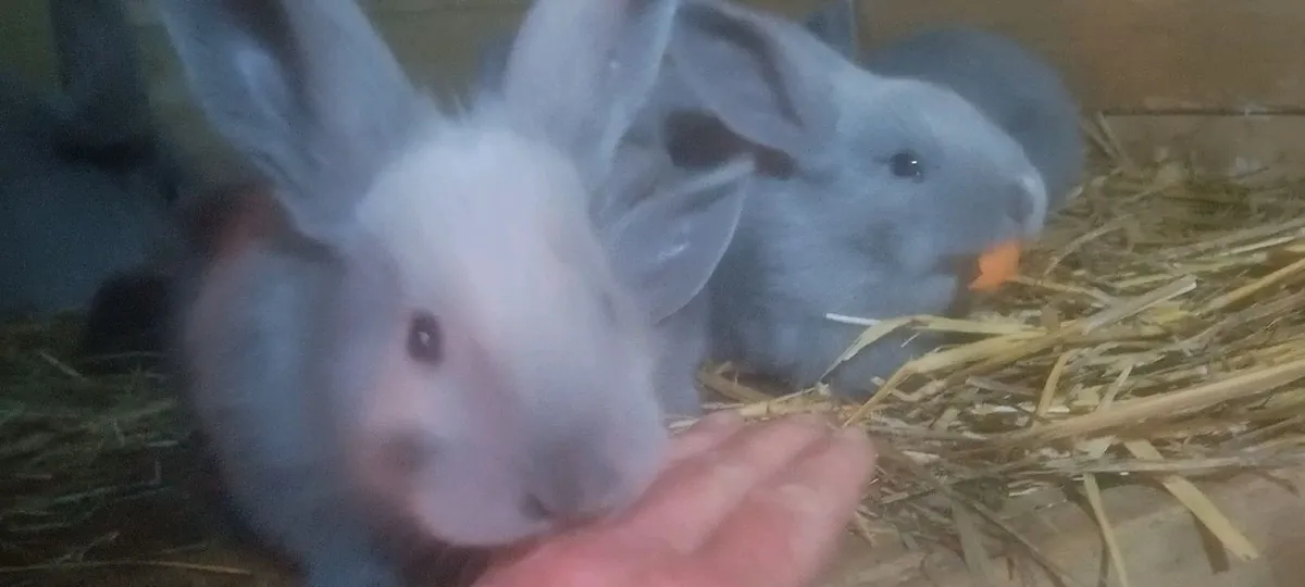 Rabbit - Image 3
