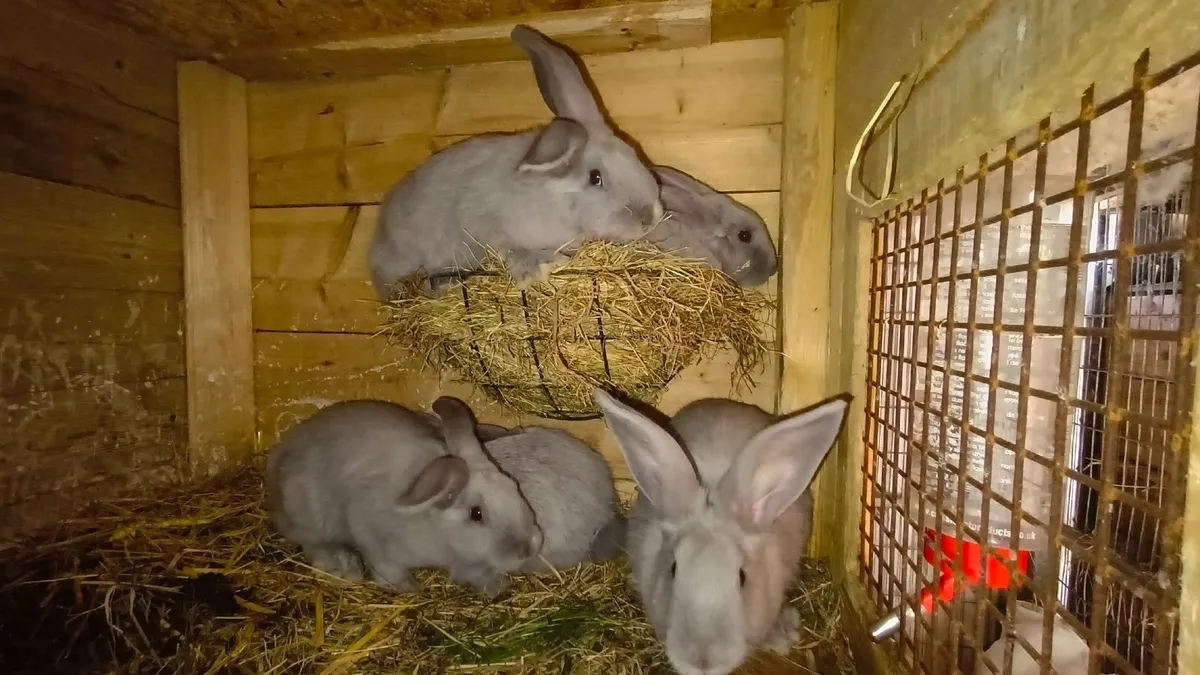 Rabbit - Image 4