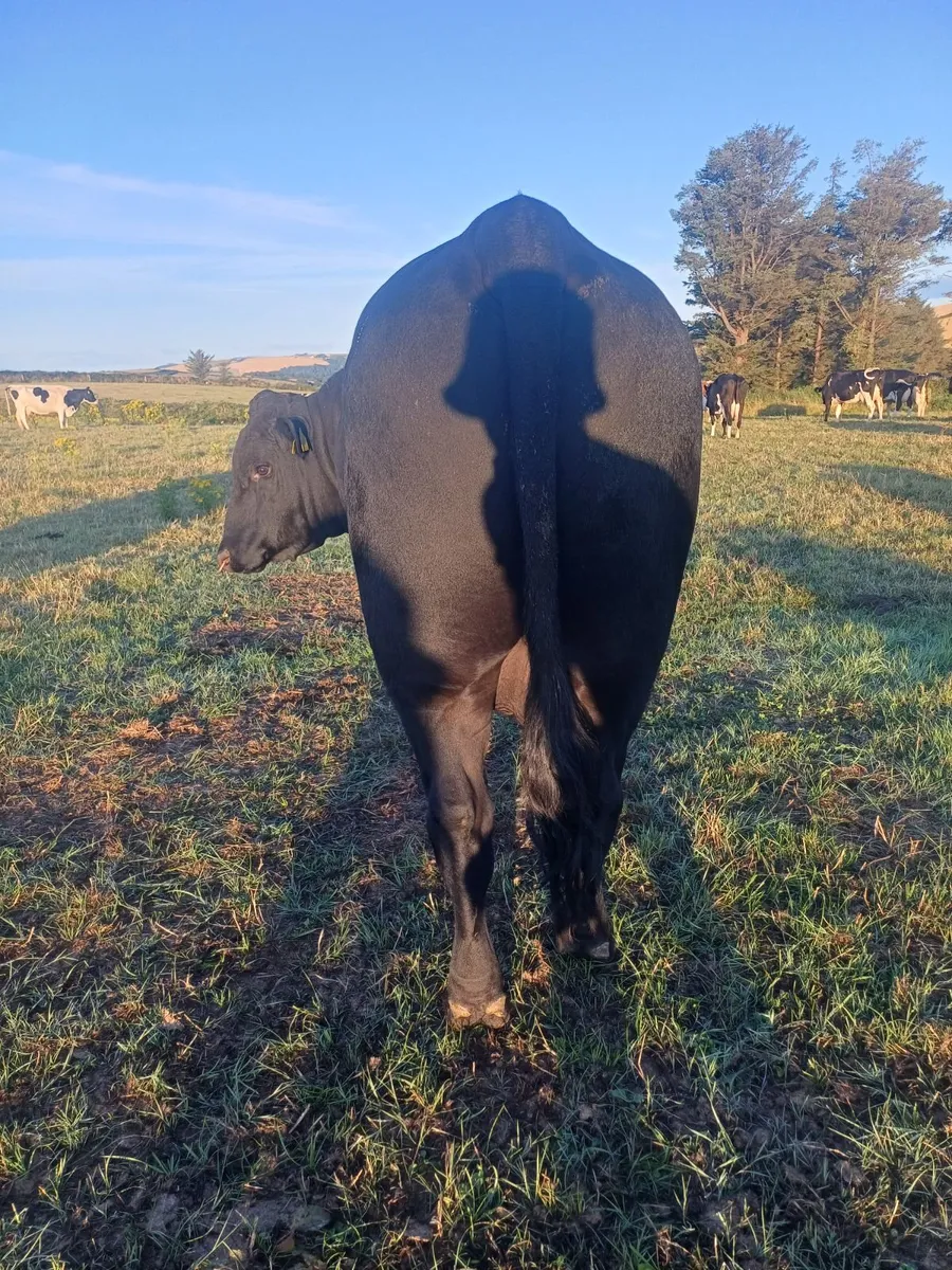 Angus bull - Image 1