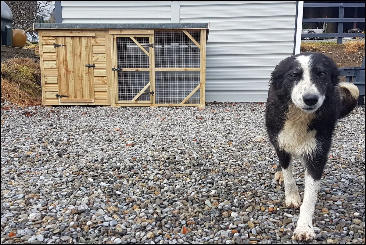 Dog Kennel & Enclosures - Image 1