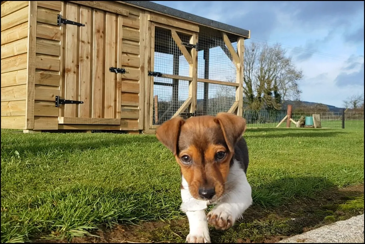 Dog Kennel & Enclosures - Image 3