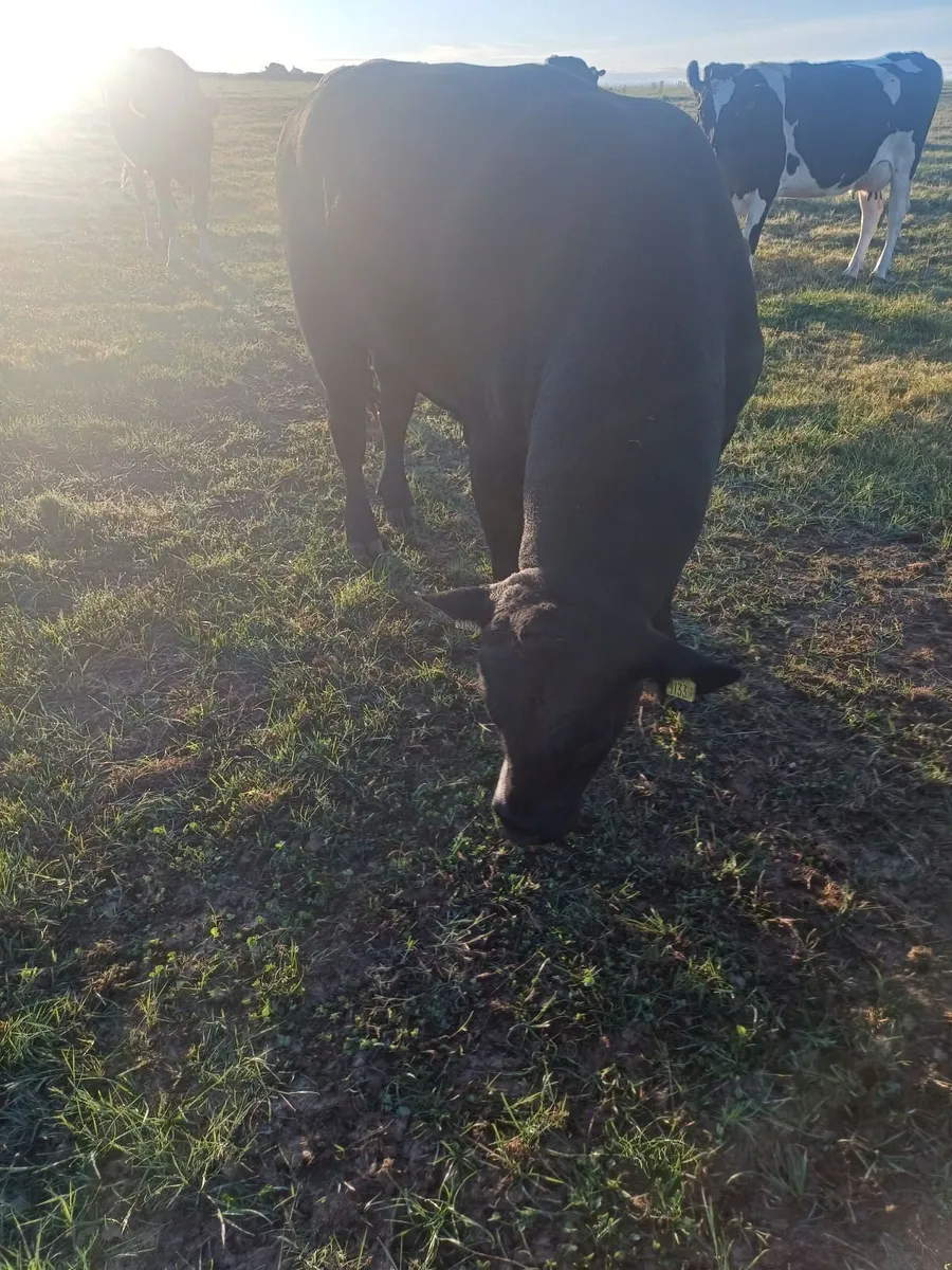 Angus bull - Image 2