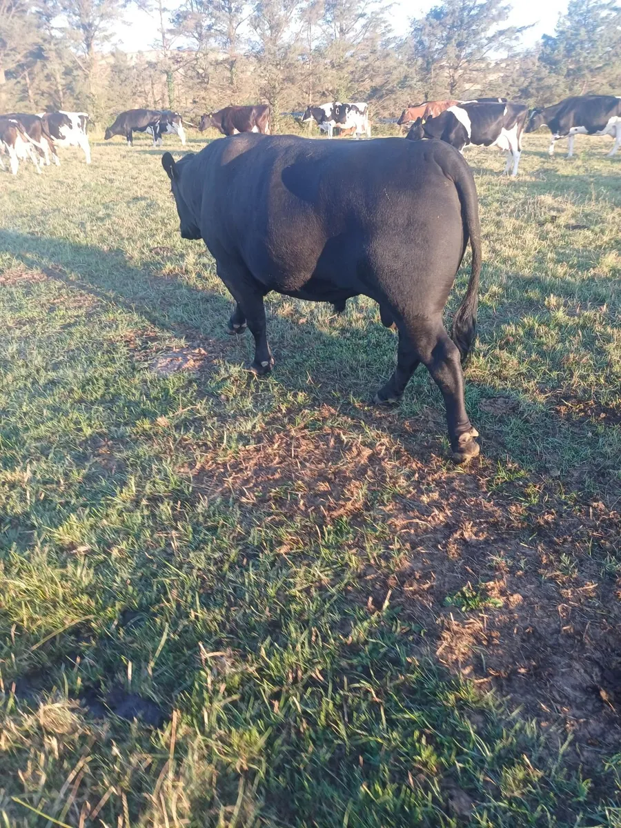 Angus bull - Image 4