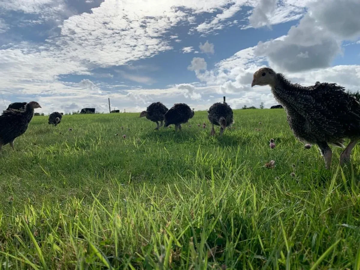 Turkeys for sale - Image 4