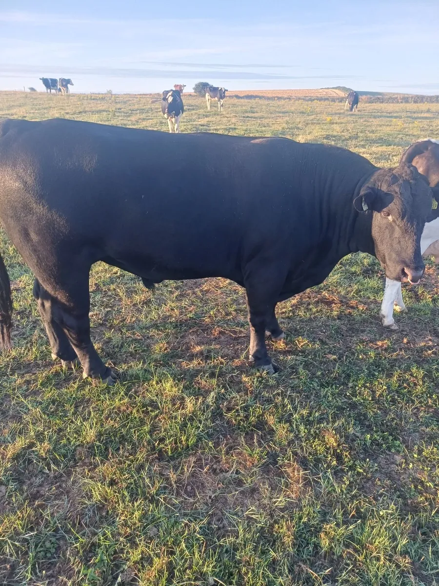 Angus bull - Image 3