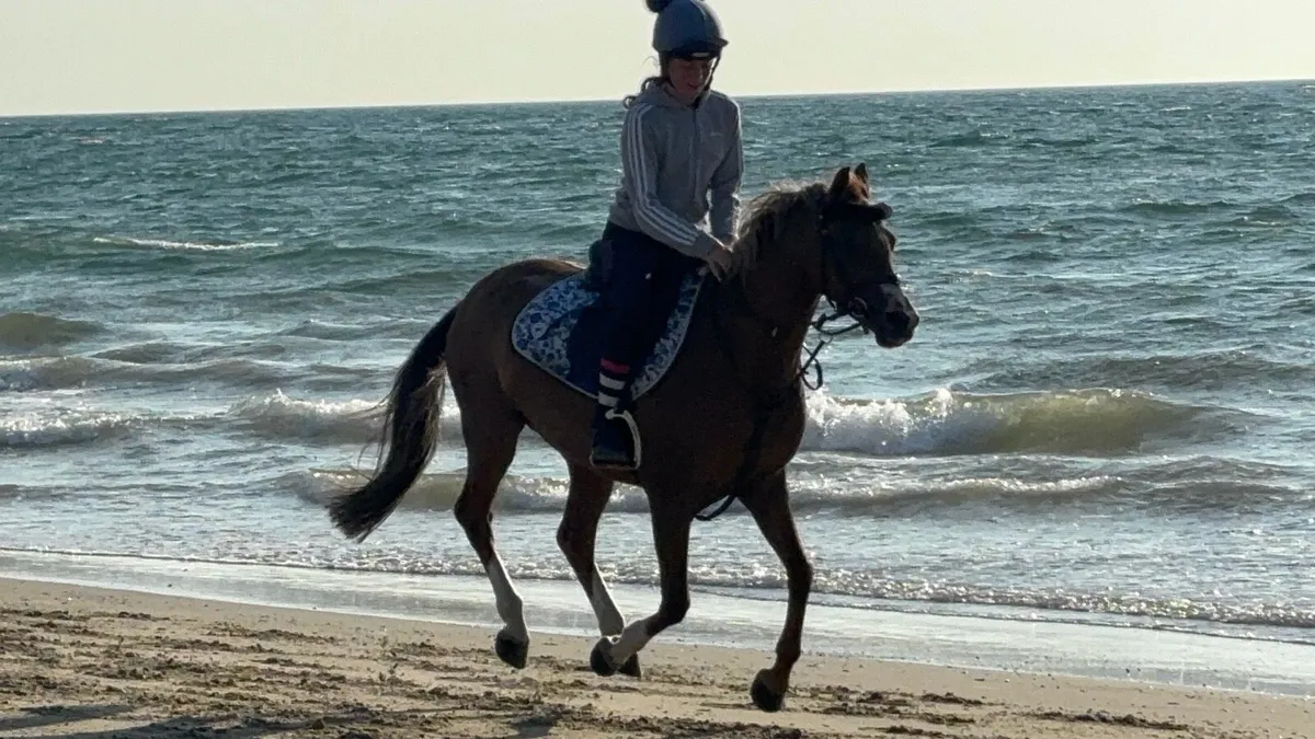 Allrounder 133 sj/whp/pc pony - Image 3