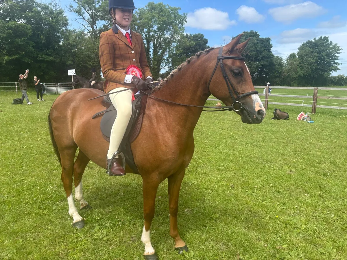 Allrounder 133 sj/whp/pc pony - Image 4