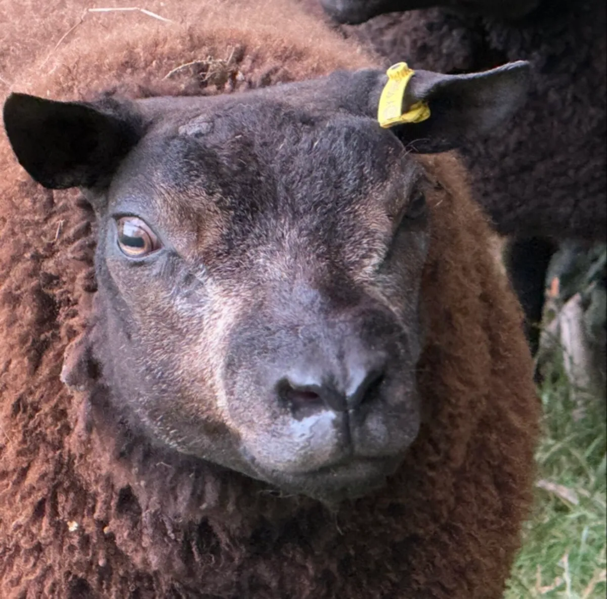 Blue Texel ewe and ram lambs - Image 1