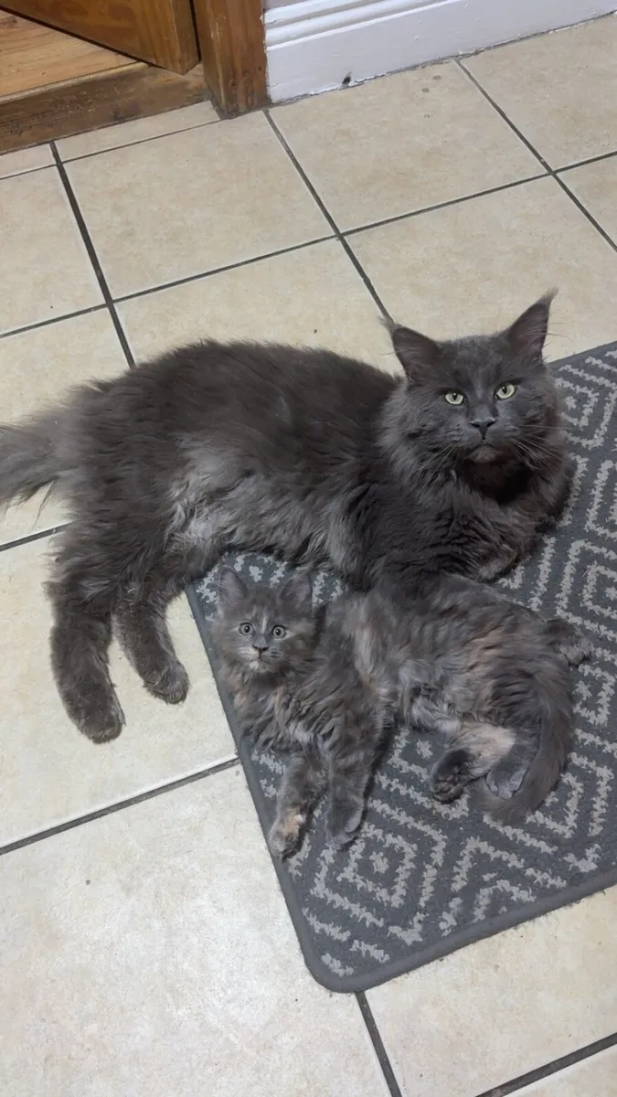 Maine Coon Kittens **1 Female Left** - Image 1