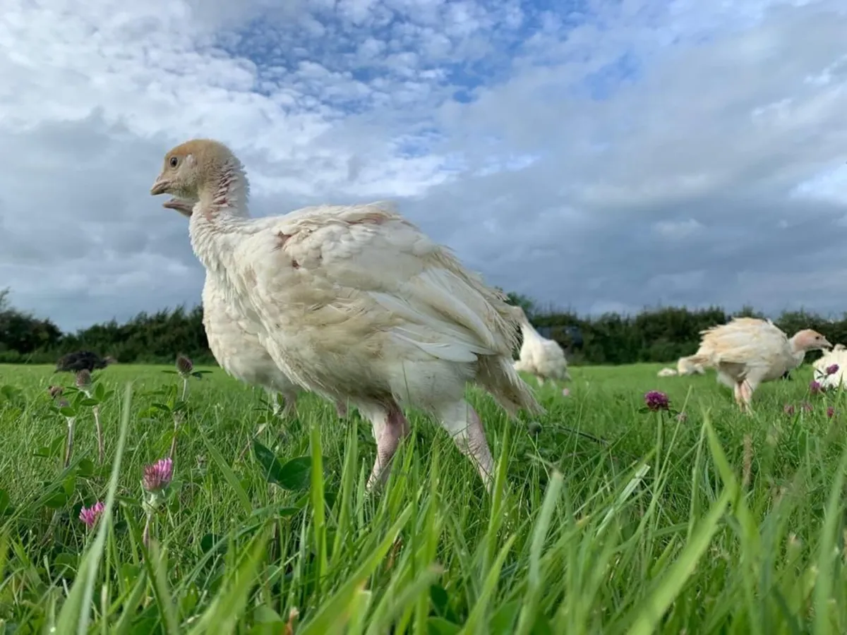 Turkey Poults - Image 2