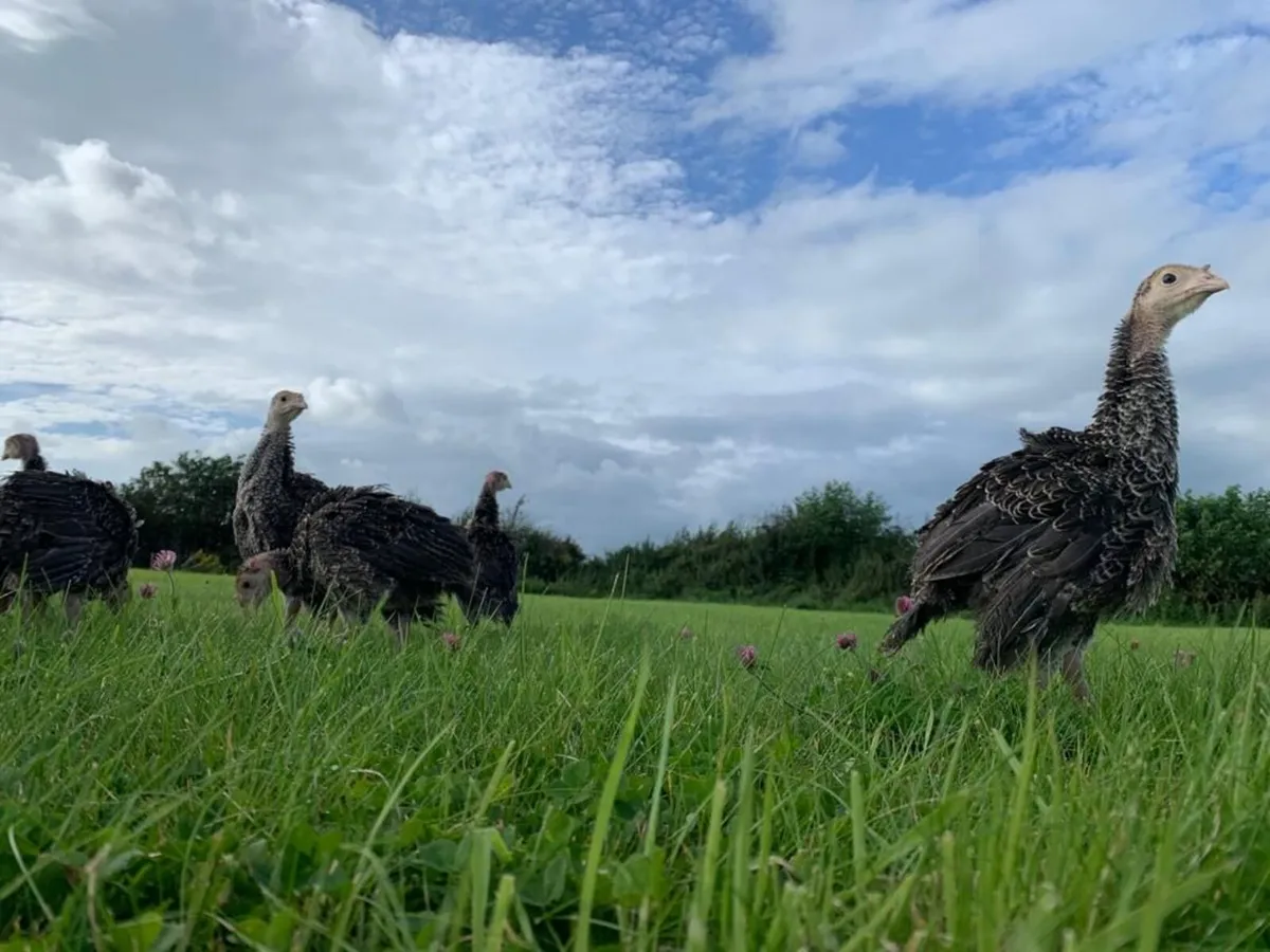 Turkey Poults - Image 4