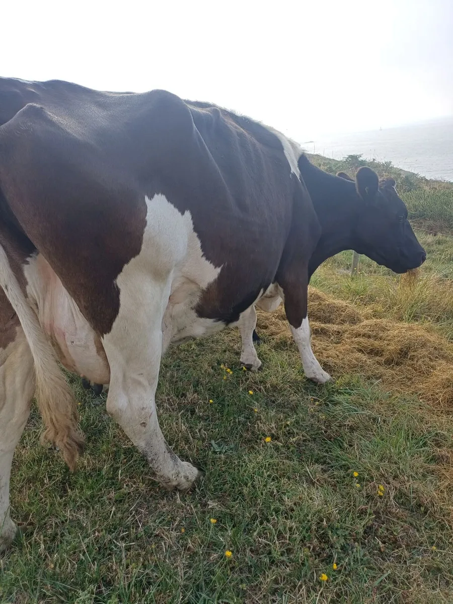 Organic cows - Image 1