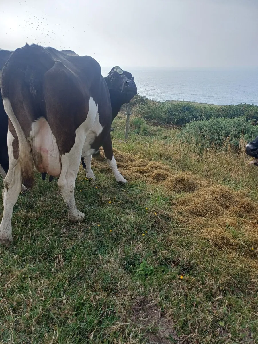 Organic cows - Image 2